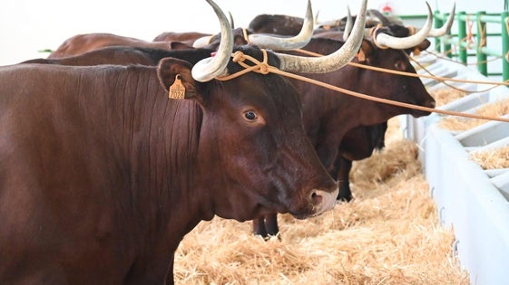 La Feria Internacional Ganadera de Zafra abre sus puertas