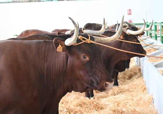 Ejemplares de retinto en sus naves
