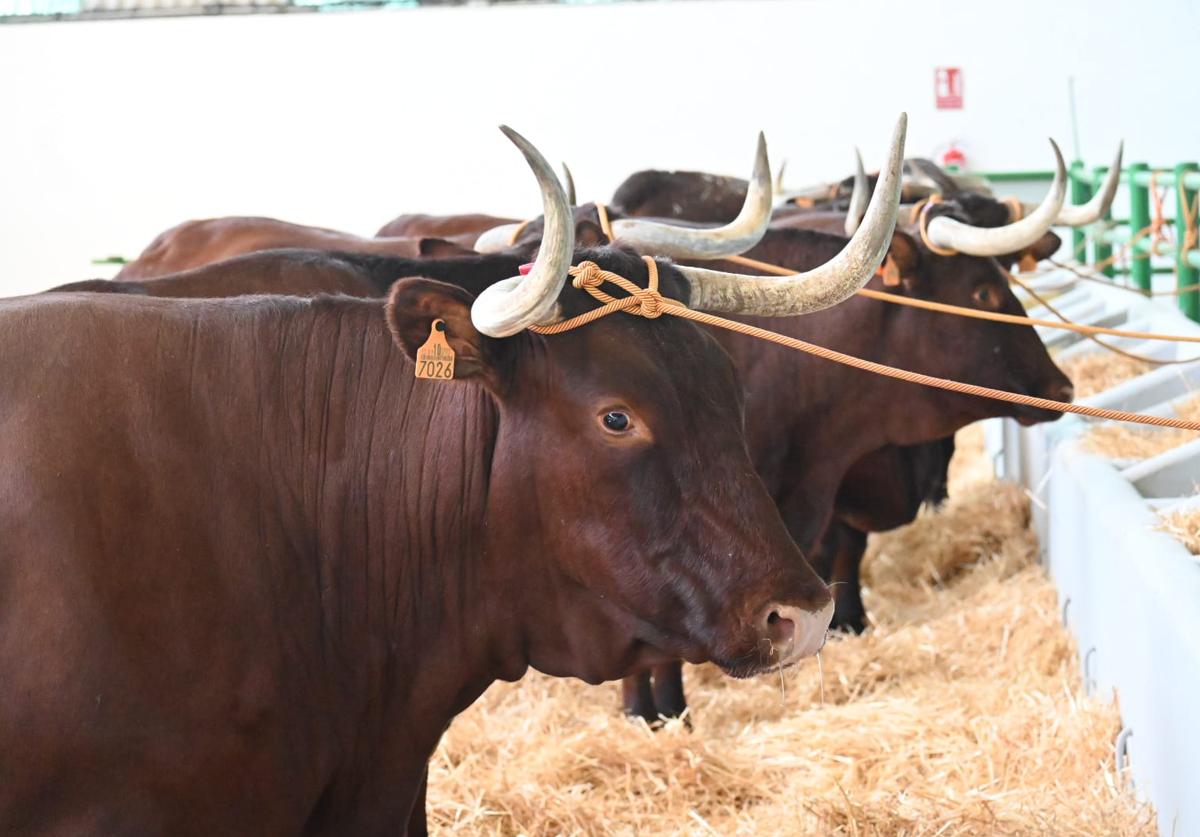 Ejemplares de retinto en sus naves