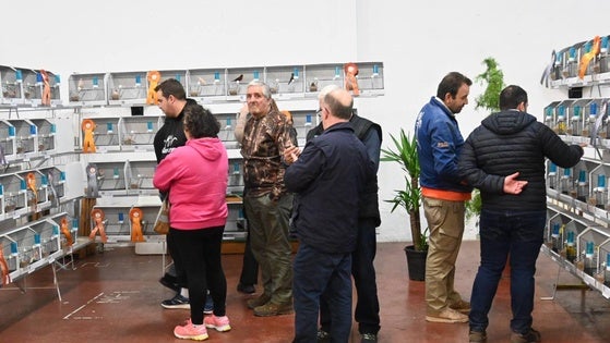 Unos 1.200 ejemplares se dan cita en el XXIX Concurso-Exposición 'Ciudad de Zafra'