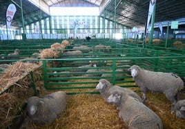 Los ejemplares en su vane de ovinos