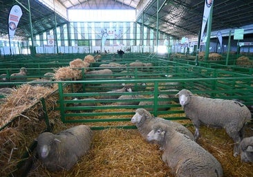 Los ejemplares en su vane de ovinos