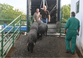 Entrada de algunos ejemplares de porcino ibérico en su nave