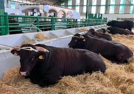 Algunos ejemplares de la raza de Retinto en su nave durante la feria