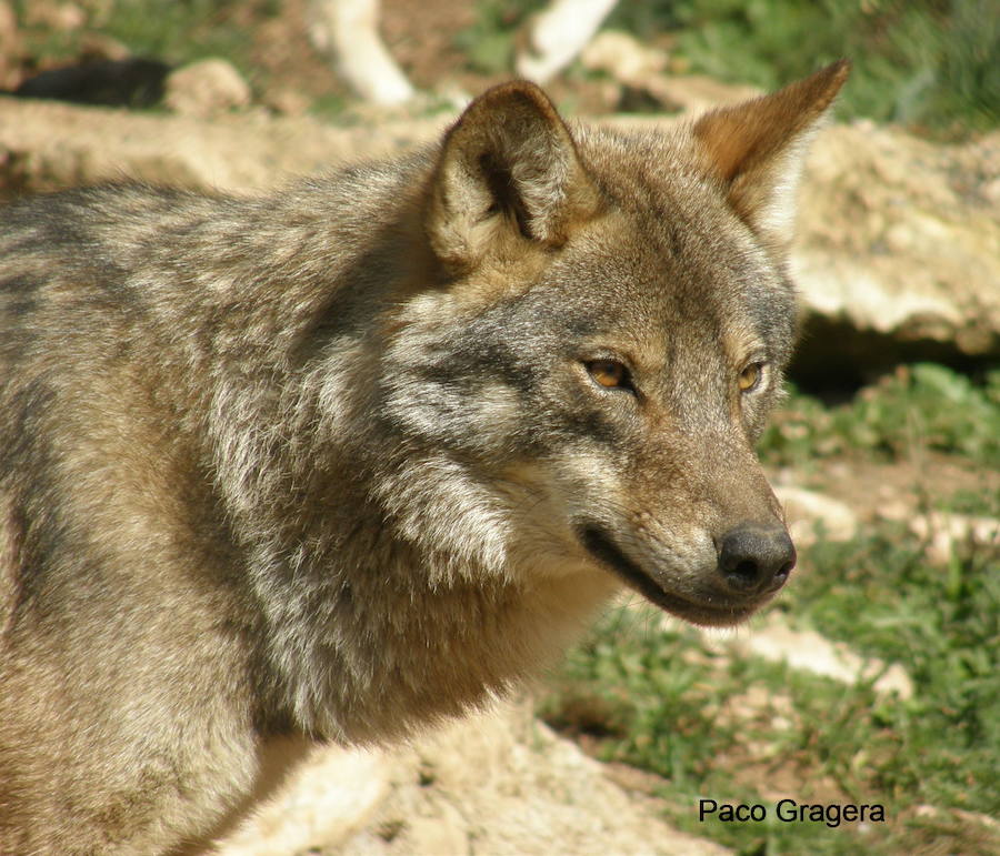 Encuentros con Lobos, 38 visiones del lobo