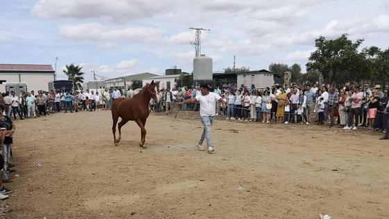 Zalamea ha vuelto a disfrutar de su tradicional Rodeo