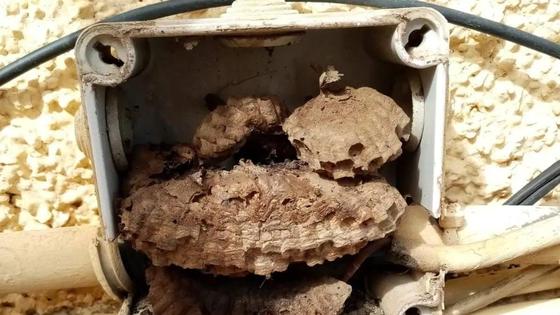 Un panal en una caja de registro tras los apagones de los últimos días en Zalamea