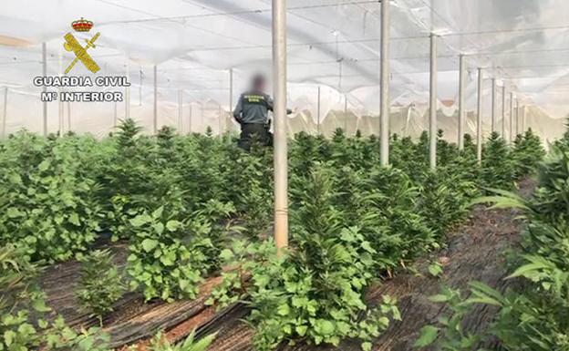 Localizan un invernadero en Berja con 6.500 plantas de marihuana