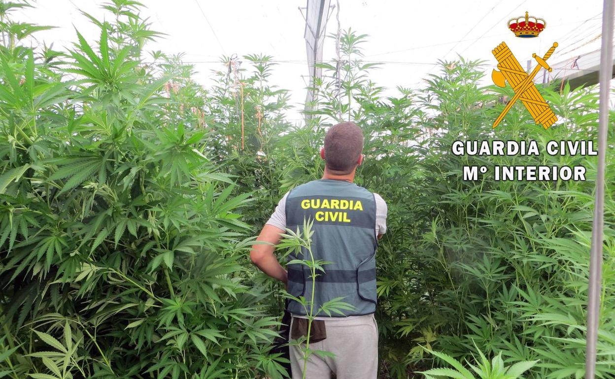 Detienen a un vecino de Adra por una plantación de marihuana localizada en Albuñol