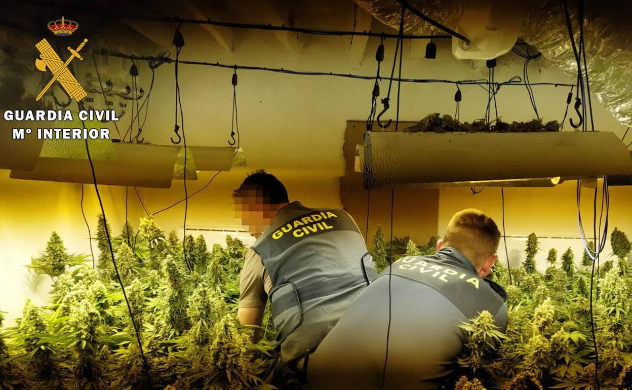 Droga en Almería | Dos detenidos tras hallar 335 plantas de marihuana en una vivienda de Berja