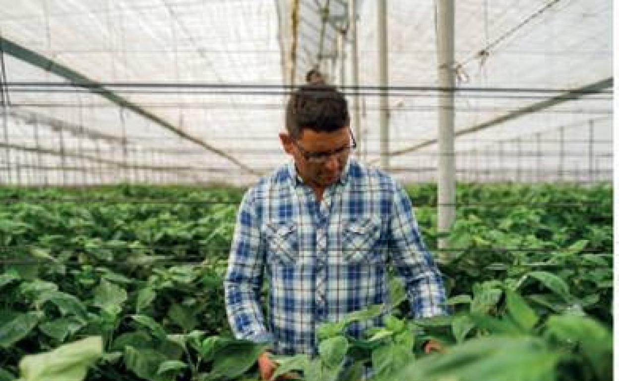 El pimiento de Dalías, un 'california' único entre el mar y la sierra