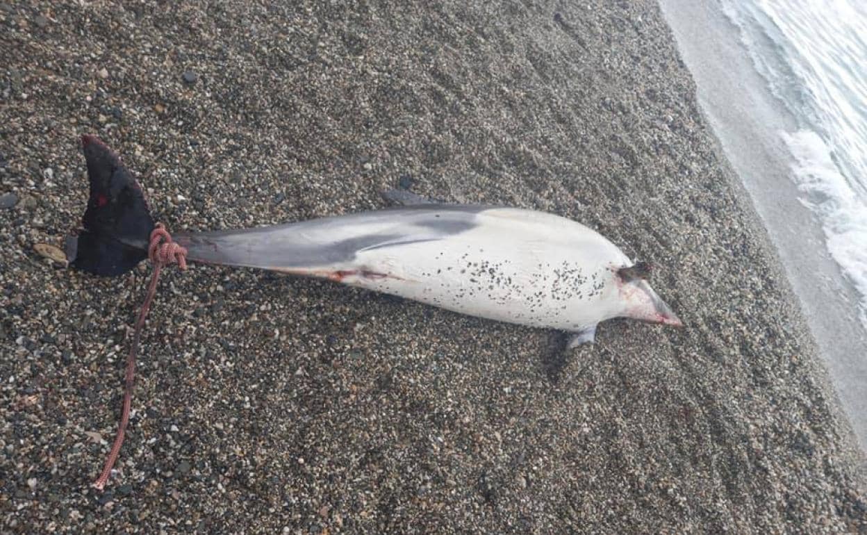 El cadáver fue hallado flotando en la playa Sirena Loca de Adra, con una cuerda atada a su aleta. 