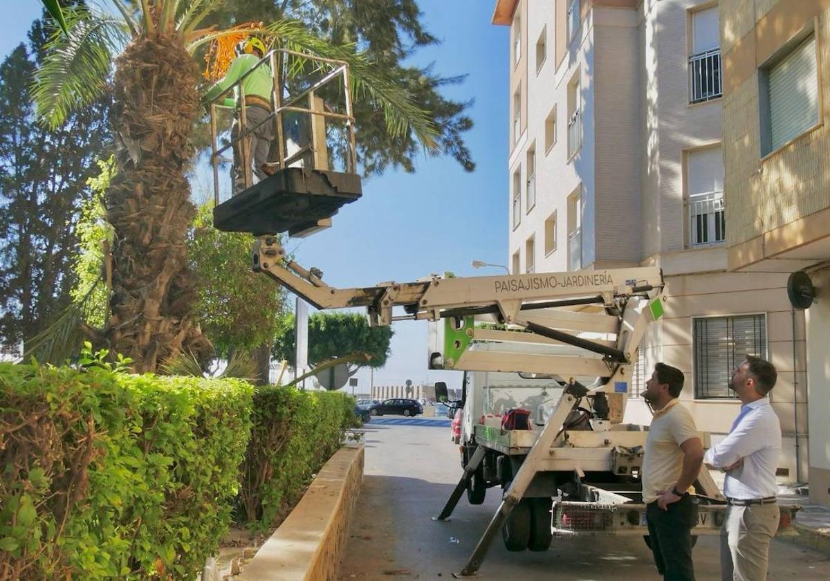 Se retoman los trabajos de poda en Los Jardincillos