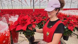 Los primeros pascueros comenzaron a comercializarse a principios de noviembre en Semillero Los Crespos.