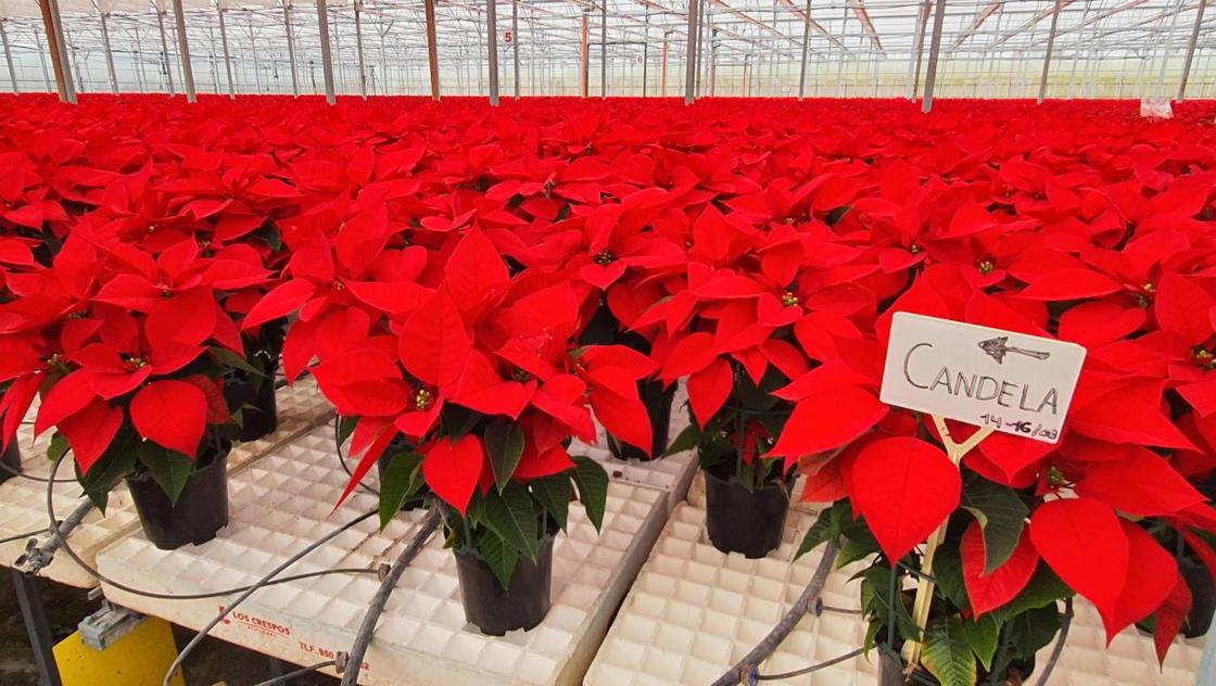 El color de la Navidad está en Almería