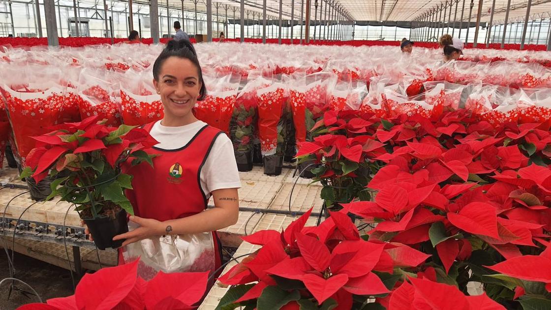 El color de la Navidad está en Almería