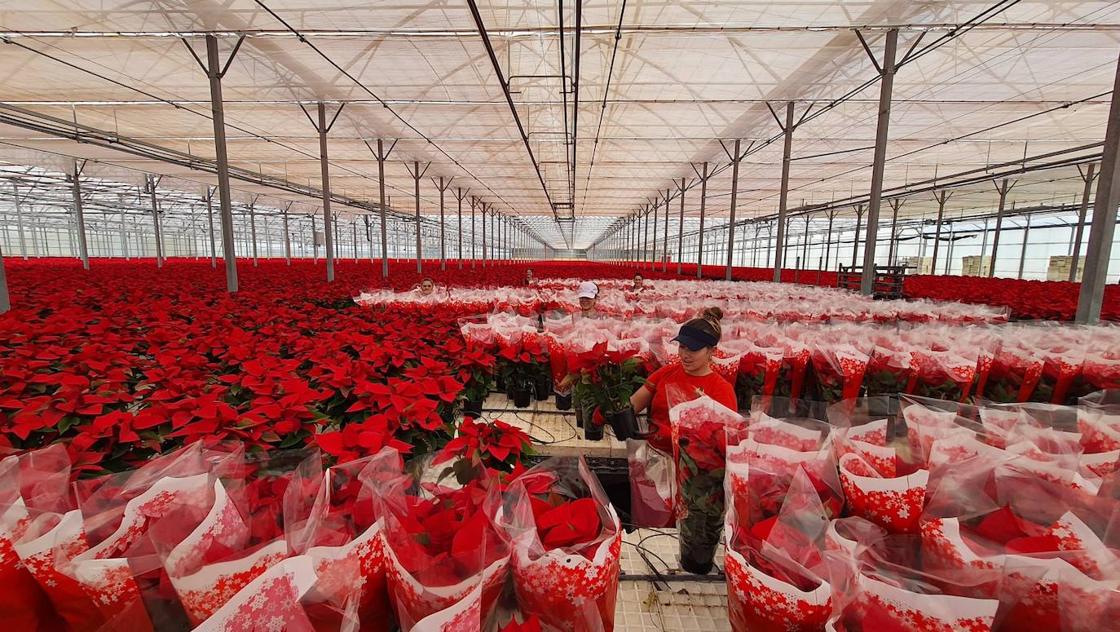 El color de la Navidad está en Almería