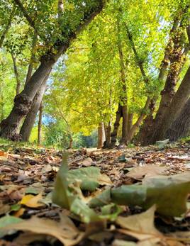 La estampa otoñal más bonita de Fondón