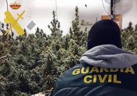 Detenidos 'in fraganti' cuando cuidaban un cultivo de marihuana en Adra
