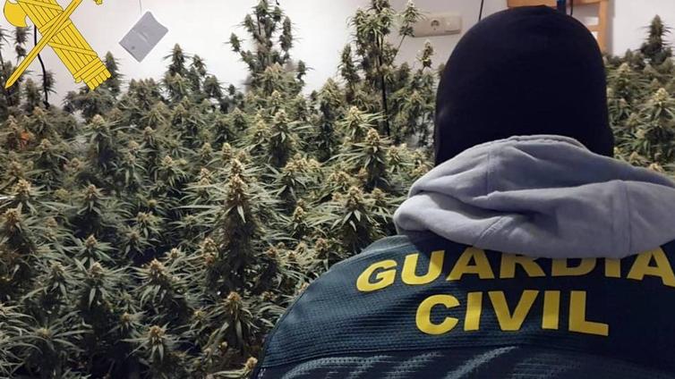 Detenidos 'in fraganti' cuando cuidaban un cultivo de marihuana en Adra