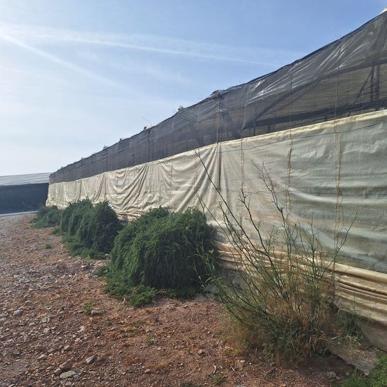 Dalías adjudica las obras para acceder a las fincas de Los Hornillos