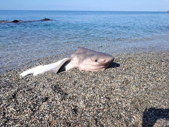 Aparece la cabeza de un «tiburón» en una playa de Adra