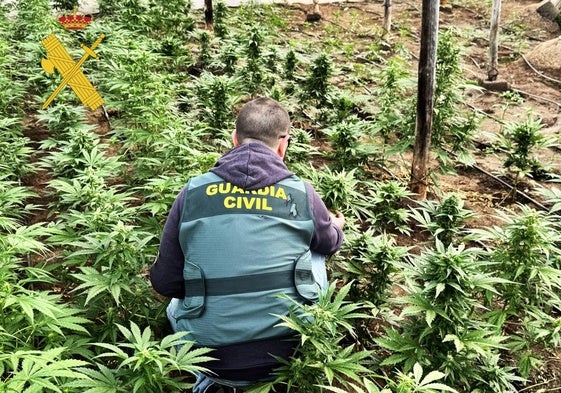 Dos detenidos por ocultar un millar de plantas marihuana en un invernadero de Adra