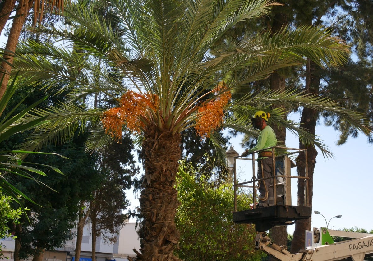 Un operario municipal se encarga de las labores en Adra.