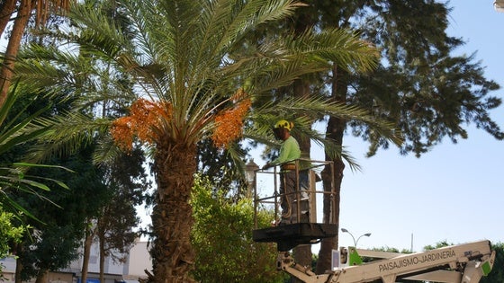Sacan a licitación el mantenimiento de jardines de Adra para este 2026