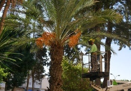 Adra destina cerca de 189.000 euros al mantenimiento de parques y jardines en 2026