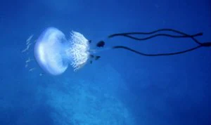 Descubren en la Costa de Almería una medusa de cuya existencia se dudaba