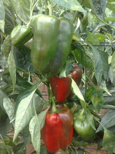 Almería incrementa un 3% el valor de las exportaciones de verduras en los dos primeros meses del año