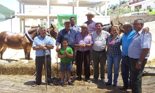 Alcolea: pan, aceite, vino y... mulos