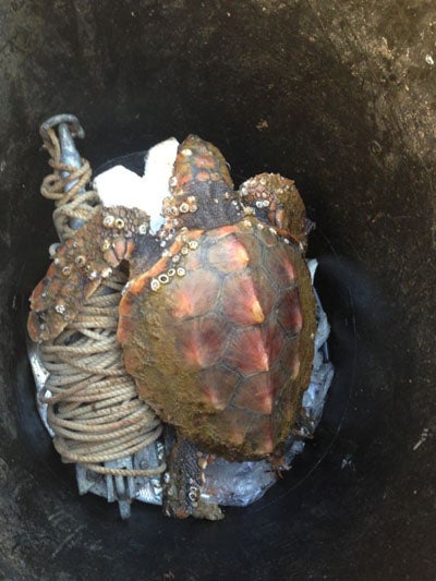 PROMAR se hace cargo de una tortuga encontrada por un joven de Dalías en Balerma