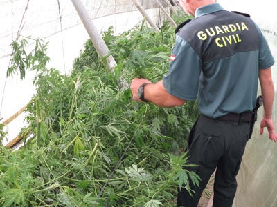 La Guardia Civil practica cinco detenciones e interviene 139 plantas de marihuana