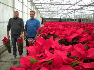 El valor de la exportación de plantas vivas y productos de floricultura de Almería aumenta un 50% hasta septiembre