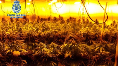 La Policía Nacional desmantela dos importantes puntos de cultivo y distribución de marihuana en Almería