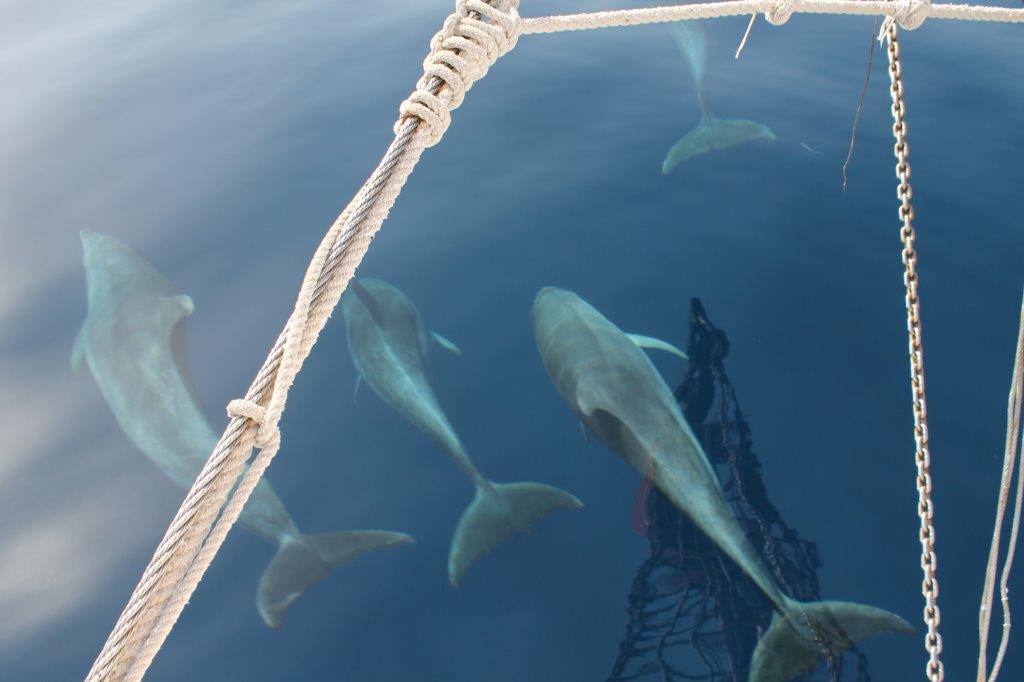 El hallazgo de delfines a escasa profundidad denota que la costa de Adra "no goza de mala salud"