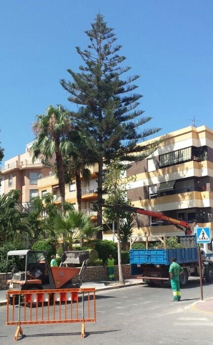 Ecologistas denuncia la desaparición de los árboles de la calle Natalio Rivas de Adra