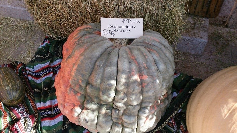 Laujar ‘alumbra’ una calabaza de 60 kilos