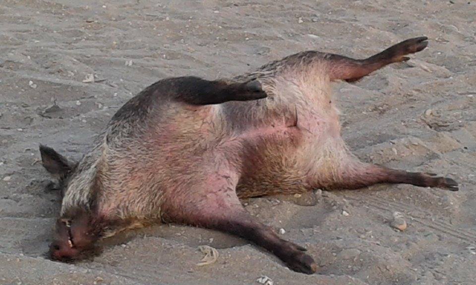 Localizan el cadáver de un jabalí flotando en la playa