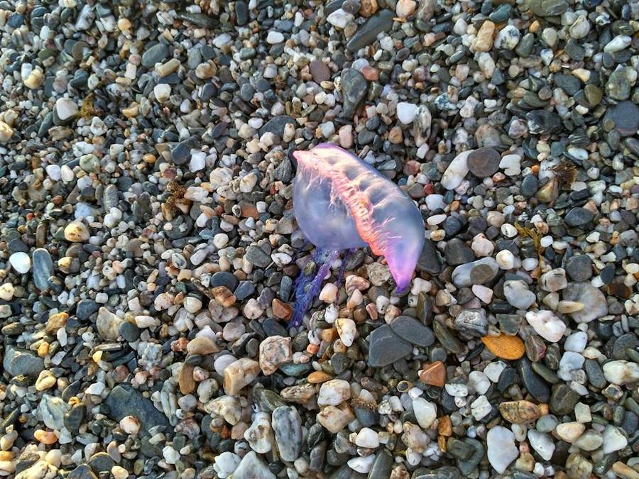 Hallan una carabela portuguesa o falsa medusa en la playa de Guainos