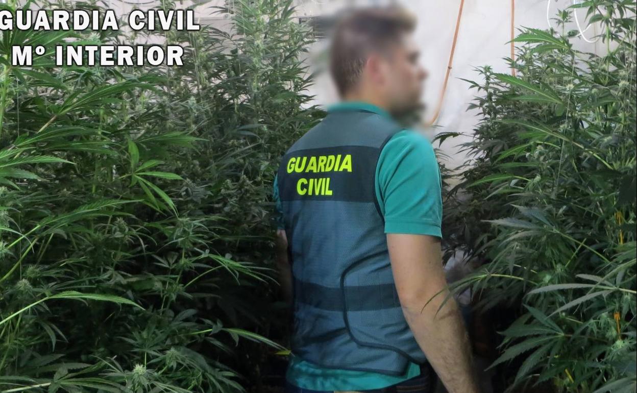 Droga en Almería | Seis perros y 20 cámaras de seguridad para vigilar una plantación de marihuana en Albox