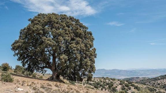 Más de mil años de historia contempla 'La Peana', en la loma de Serón. 