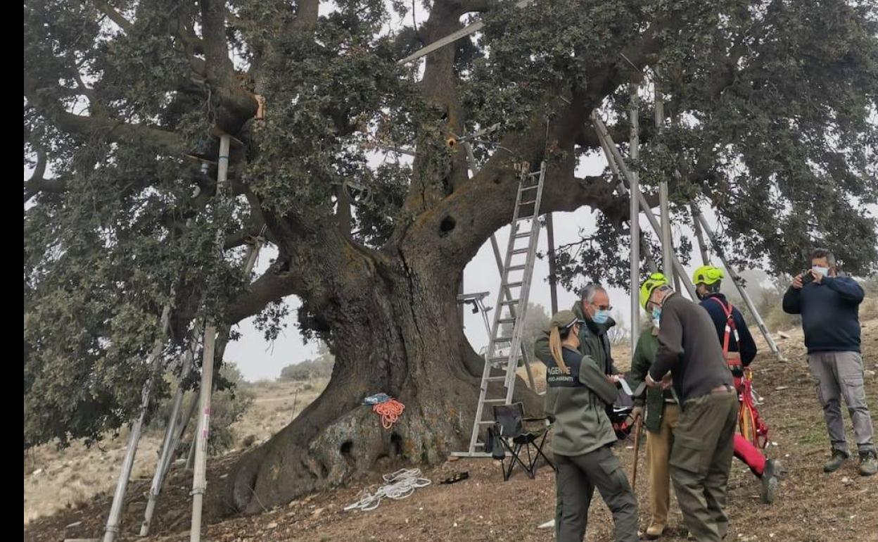 La encina de la Peana de Serón comienza su tratamiento