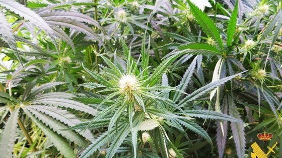 Detenido por tráfico de drogas, tenencia de armas y violencia familiar tras hallar un cultivo de marihuana en Albox
