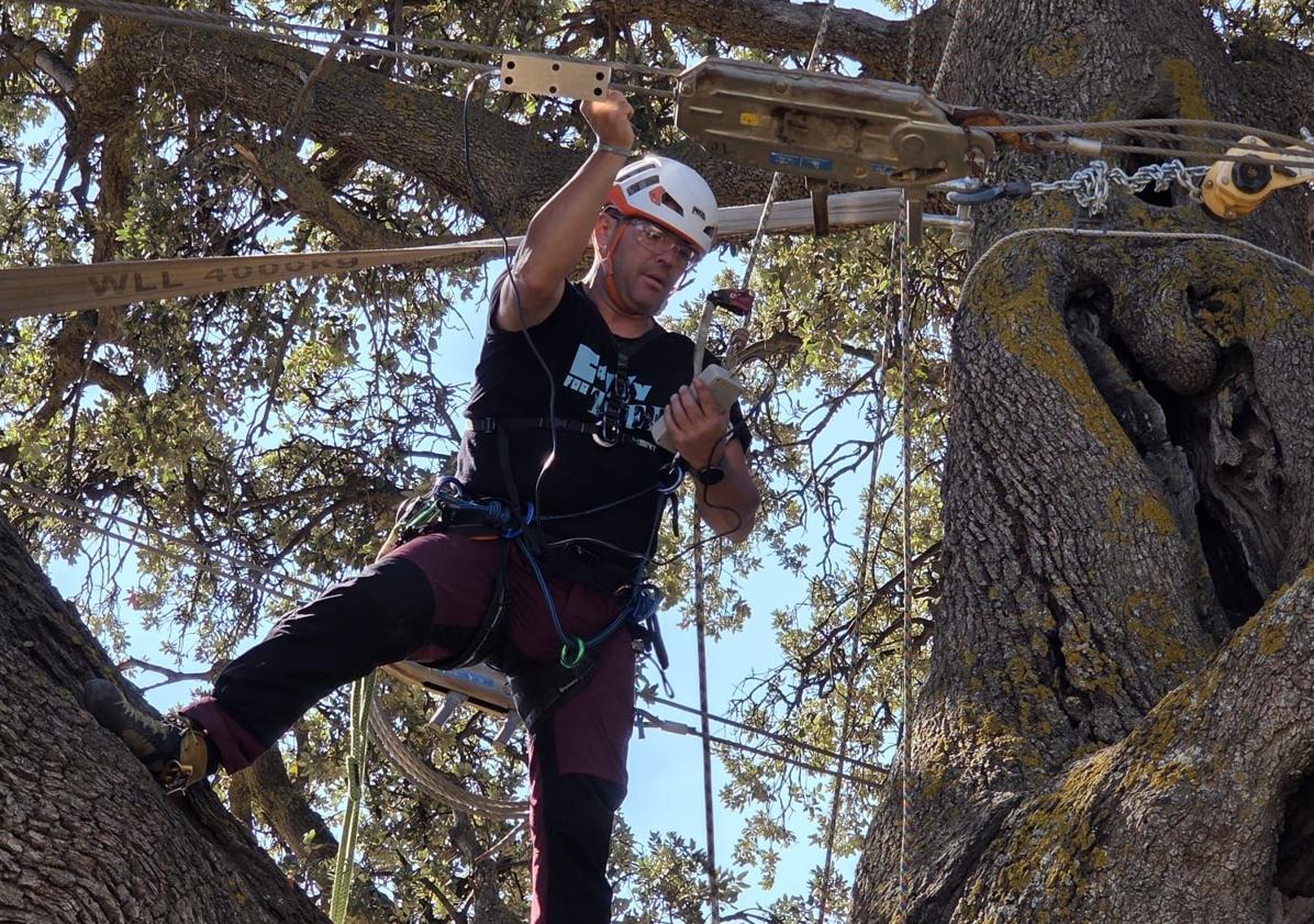 Imagen principal - La Junta encarga un estudio para retrasar el deterioro de la encina &#039;La Peana&#039; en Serón