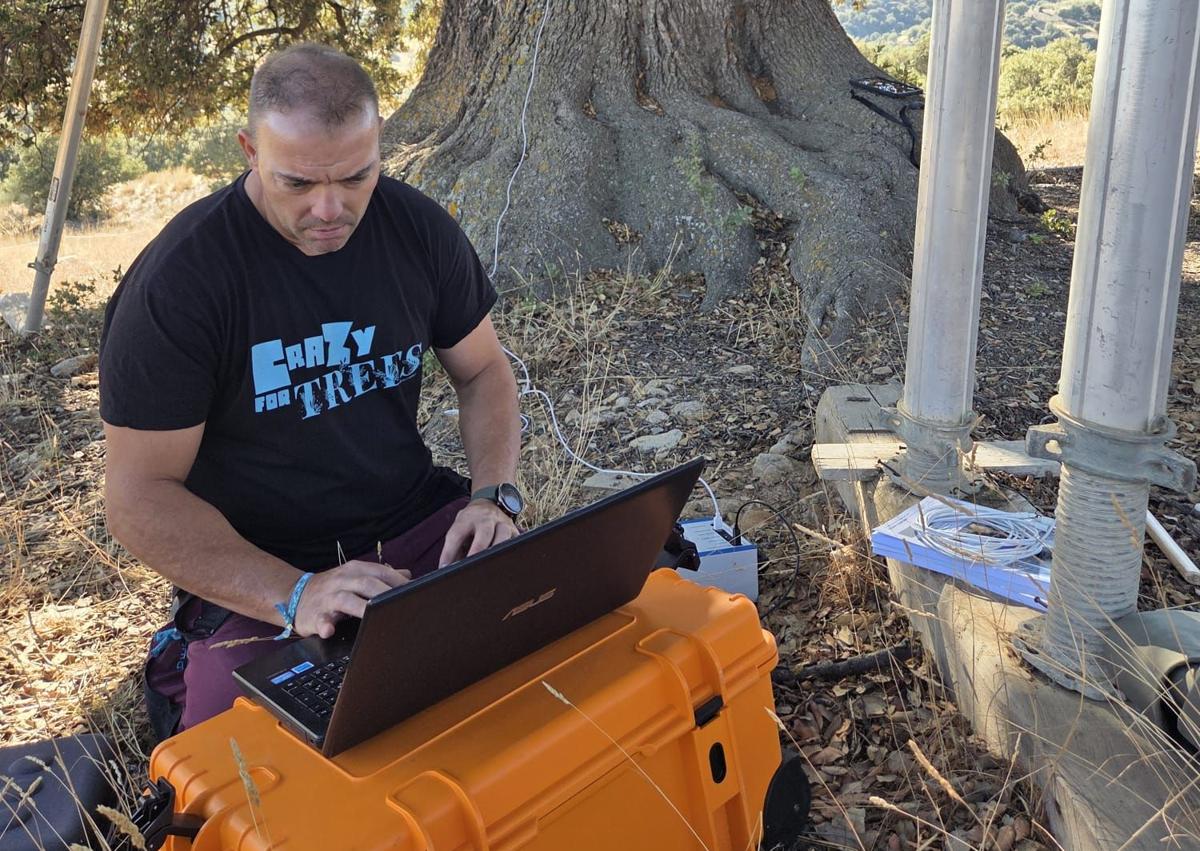 Imagen secundaria 1 - La Junta encarga un estudio para retrasar el deterioro de la encina 'La Peana' en Serón