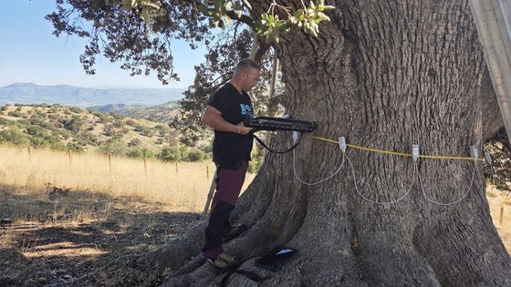 La Junta encarga un estudio para retrasar el deterioro de la encina 'La Peana' en Serón