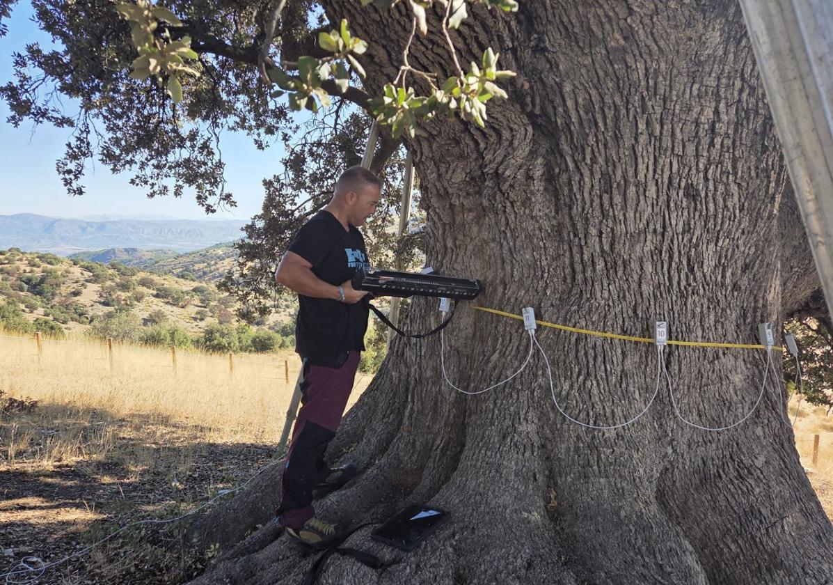 La Junta encarga un estudio para retrasar el deterioro de la encina 'La Peana' en Serón